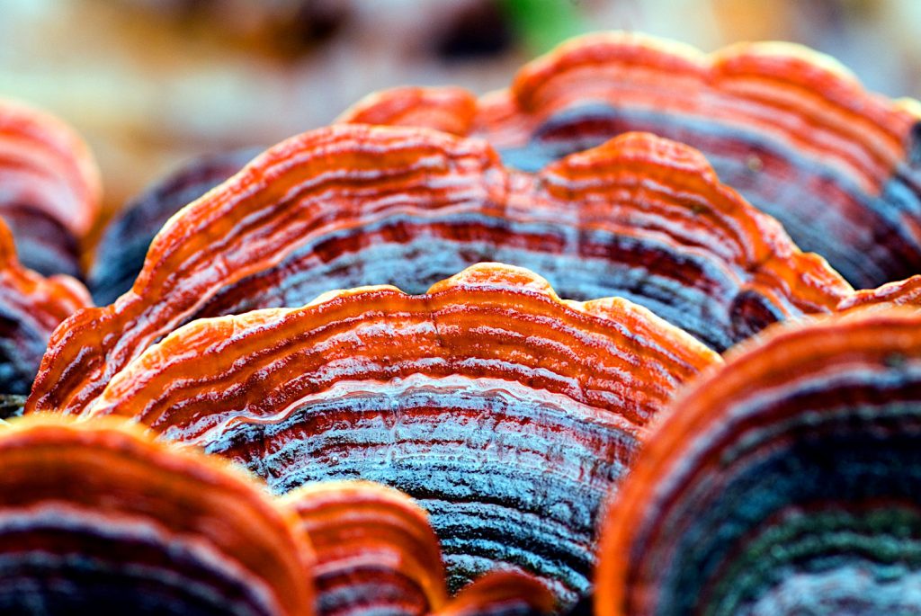 Reishi